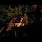 Francesca Ilie - Parfumul tău [Versuri]
